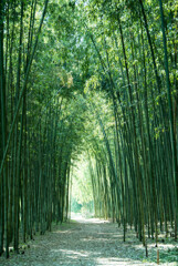 竹林遊歩道