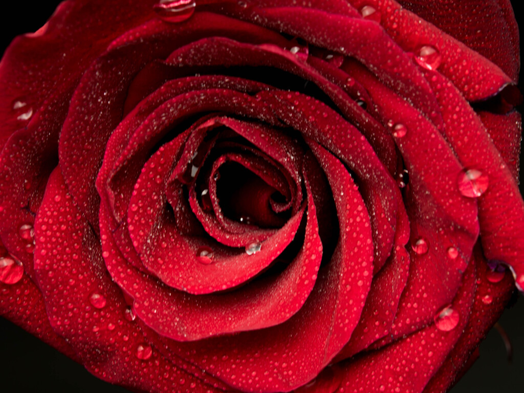 深紅の薔薇