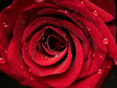 深紅の薔薇