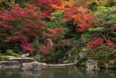 百済寺紅葉１