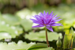 掛川花鳥園２