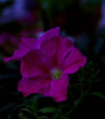 D7K_1776