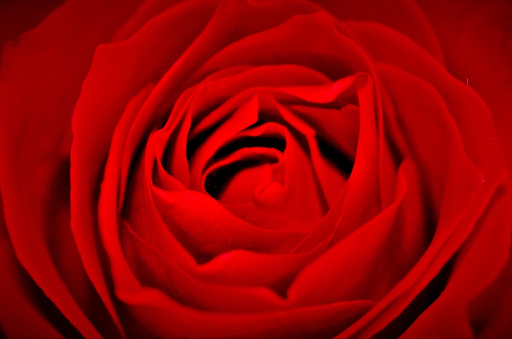 薔薇