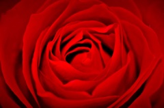 薔薇