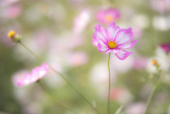 木曽三川公園 秋桜３
