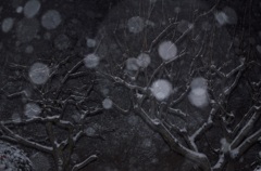 雪の華