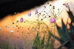 秋桜１