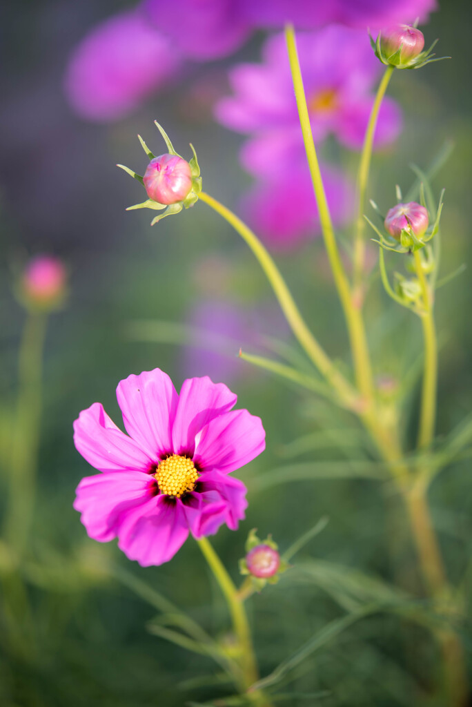 秋桜