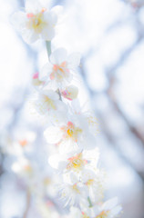 春光