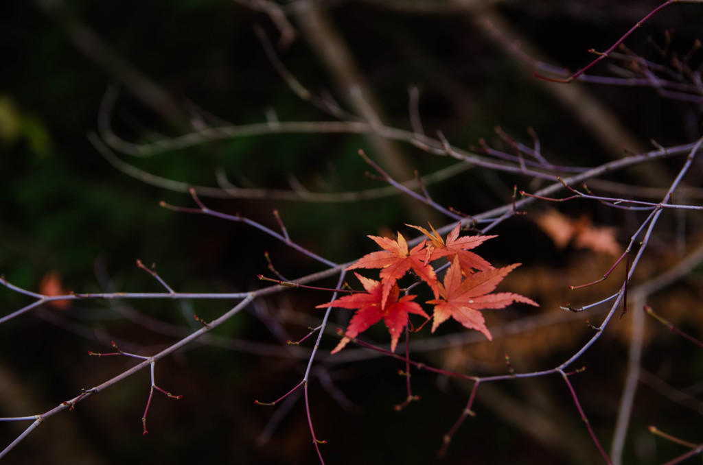 飛騨小坂　紅葉