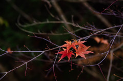 飛騨小坂　紅葉