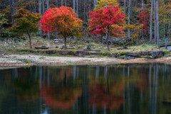 西ウレ峠 紅葉