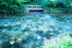 モネの池