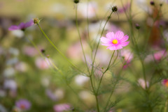 木曽三川公園 秋桜２
