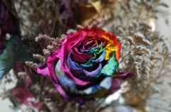 Rainbow Roses