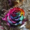 Rainbow Roses