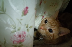 かくれんぼ