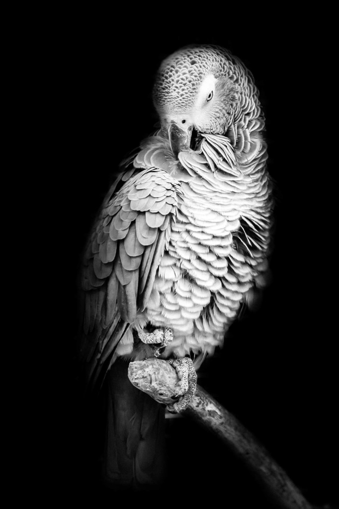 富士花鳥園３