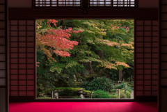 金剛輪寺紅葉２