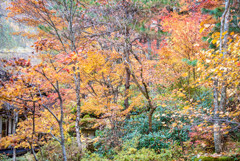 高山紅葉１