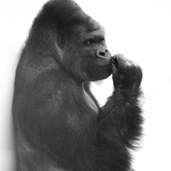 shabani
