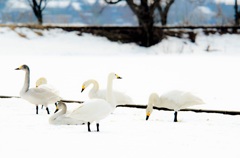 swan