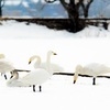 swan