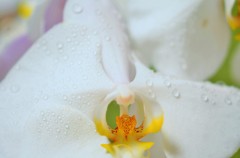 幸福のシンボル