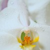 幸福のシンボル