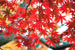 京都紅葉２