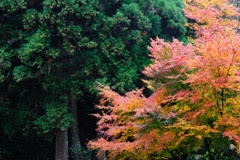 紅葉１