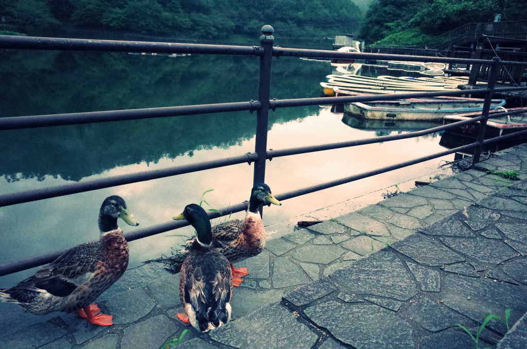 湖のほとり