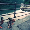湖のほとり