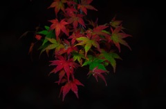 紅葉