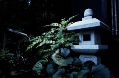 庭