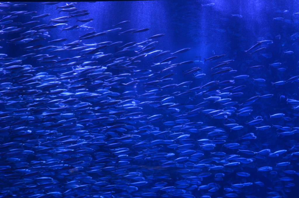 名古屋港水族館②