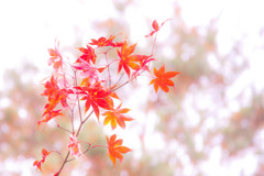 京都紅葉３