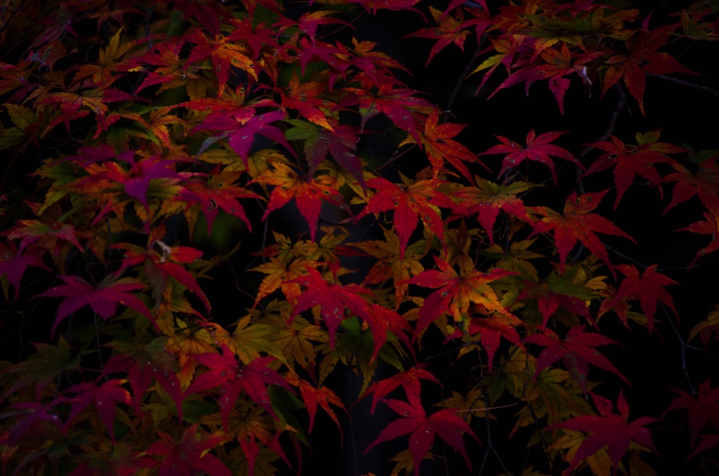 紅葉