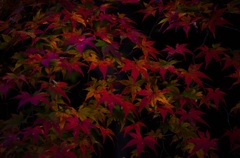 紅葉