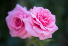 薔薇