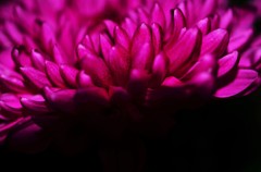mum-wine red