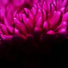 mum-wine red