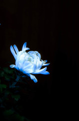 blue