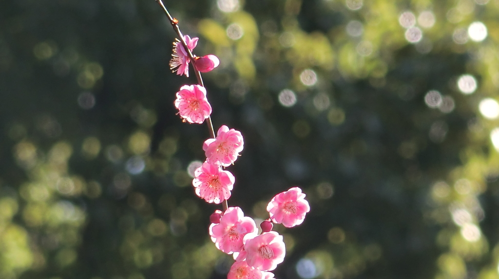 梅花