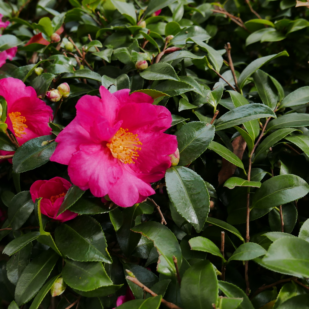 P1030425