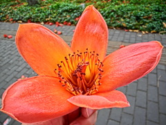 木綿花