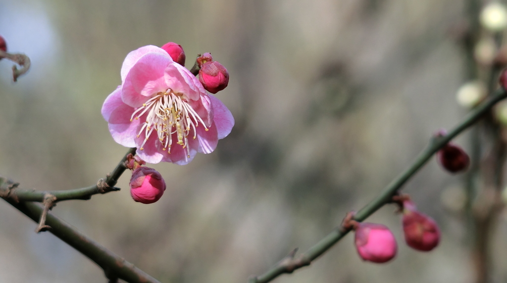 梅花