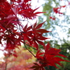 横浜公園内日本庭園