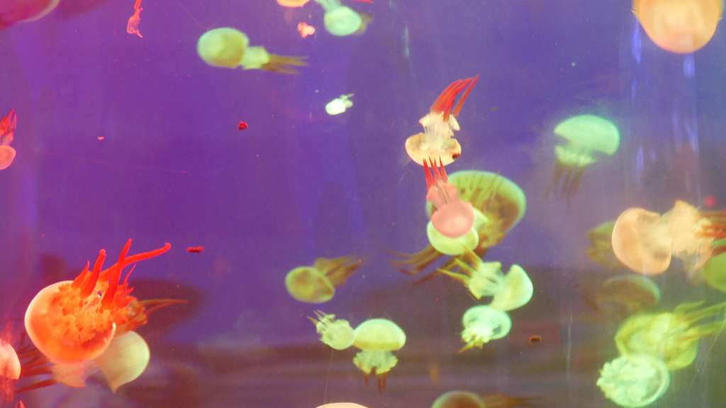 クラゲ