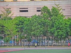 新緑の並木道